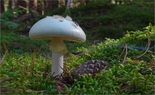 Manchem schmeckt´s
