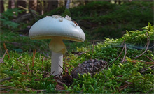 Manchem schmeckt´s