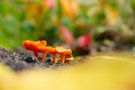 Saftlinge 2