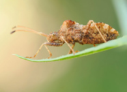 Randwanze (Centrocoris variegatus)