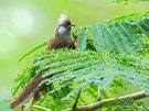 Braunflügel-Mausvogel