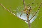 Eichblatt Kreuzspinne