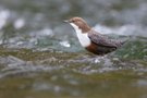 Wasseramsel