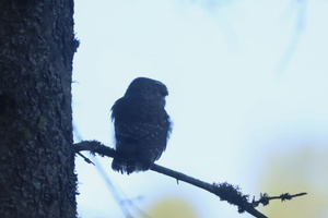 Sperlingskauz