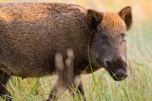 Schwein gehabt