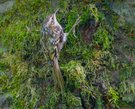 Der Flinke