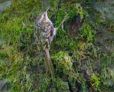 Der Flinke