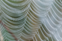 Spinnennetz