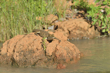 juveniles Nilkrokodil