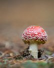 Fliegenpilz im Wald