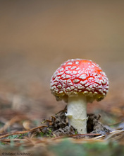 Fliegenpilz im Wald