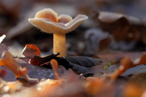 Novemberpilz