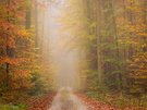 Buchenwald im Nebel