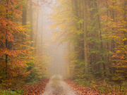 Buchenwald im Nebel