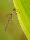Westliche Weidenjungfer (Chalcolestes viridis)