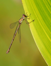 Westliche Weidenjungfer (Chalcolestes viridis)