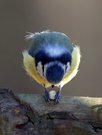 Blaumeise