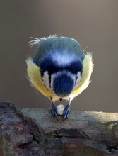 Blaumeise