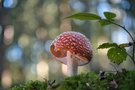 Fliegenpilz