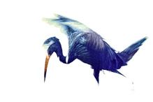 Anastomus lamelligerus