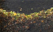 Der Herbstbogen