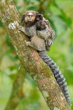Huckepack