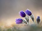 Frühling '26
