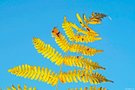 Farnikus Glanz in der Oktobersonne
