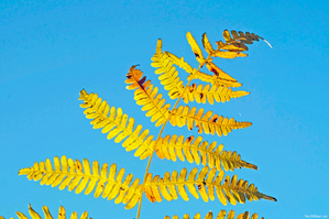 Farnikus Glanz in der Oktobersonne
