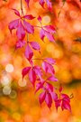 Herbstknaller