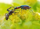 Clanoptilus abdominalis  gegen  Südliche Glanz-Krabbenspinne Doku