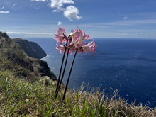 Belladonna amaryllis Madeira