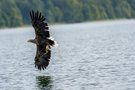 Seeadler mit Beute