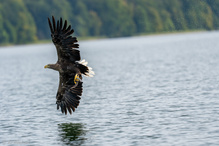 Seeadler mit Beute