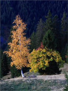 Herbst
