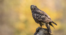 Mäusebussard im Herbst - HG