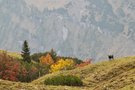 Herbst auf der Alm