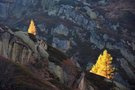 Drei Lärchen im Abendlicht
