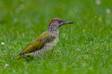 Der Grünspecht bei mir im Garten