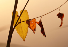 Herbst-Herz-Blatt