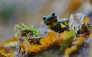 Im Herbstlaub unterwegs