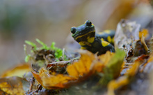 Im Herbstlaub unterwegs