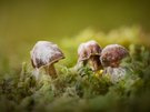 Pilz auf Pilz