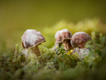 Pilz auf Pilz