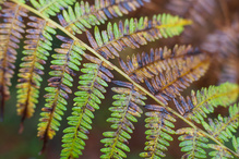 Herbstfarn