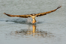 Fischadler nach erfolgreicher Jagd