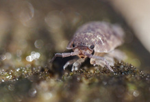 Brombeeraugen