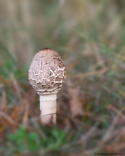 Parasol