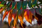 der Herbst hängt an Leine ;-))