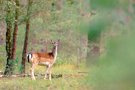 Ein Damtier steht im Walde …